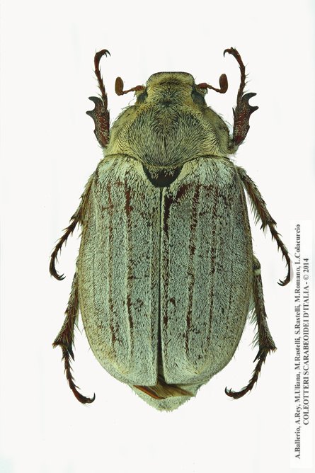 Melolontha pectoralis, femmina